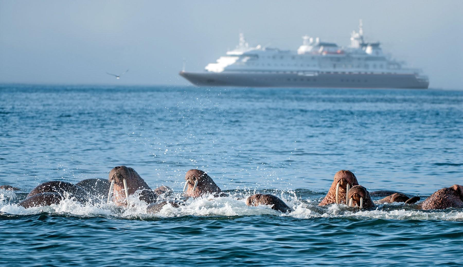 Una de las experiencias más increibles a bordo del Silver Discoverer es poder descubrir animales salvajes en su hábitat natural... aquí vemos un grupo de Leones Marinos curiosos por ver nuestra zodiak... CRUCEROS SILVERSEA EXPEDITIONS CRUCEROS EXPEDICION SILVERSEA CRUCEROS DE LUJO LUGARES REMOTOS CRUCEROS EXPLORACION SILVERSEA CRUCEROS SILVER DISCOVERER CRUCEROS BARCO PEQUEÑO CRUCEROS BUQUES DE LUJO CRUCEROS REMOTOS CRUCEROS UNICOS CRUCEROS MILLONARIOS CRUCEROS PARA RICOS CRUCEROS EXCLUSIVOS #LuxuryCruises #SilverSea #SilverseaExpeditions #SilverDiscoverer #Viajesdelujo #viajesexclusivos #crucerosexploracion #expeditioncruises